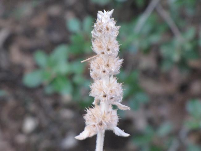 Stachys germanica